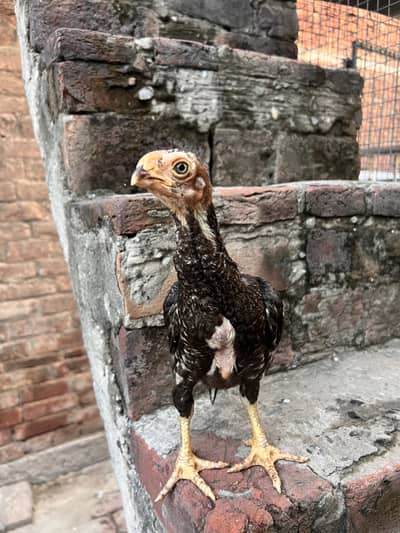 Aseel parrot beak colourful chicks available