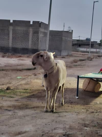 Original Mondra breed Danba
