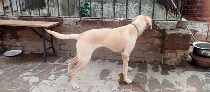 gold an lab female