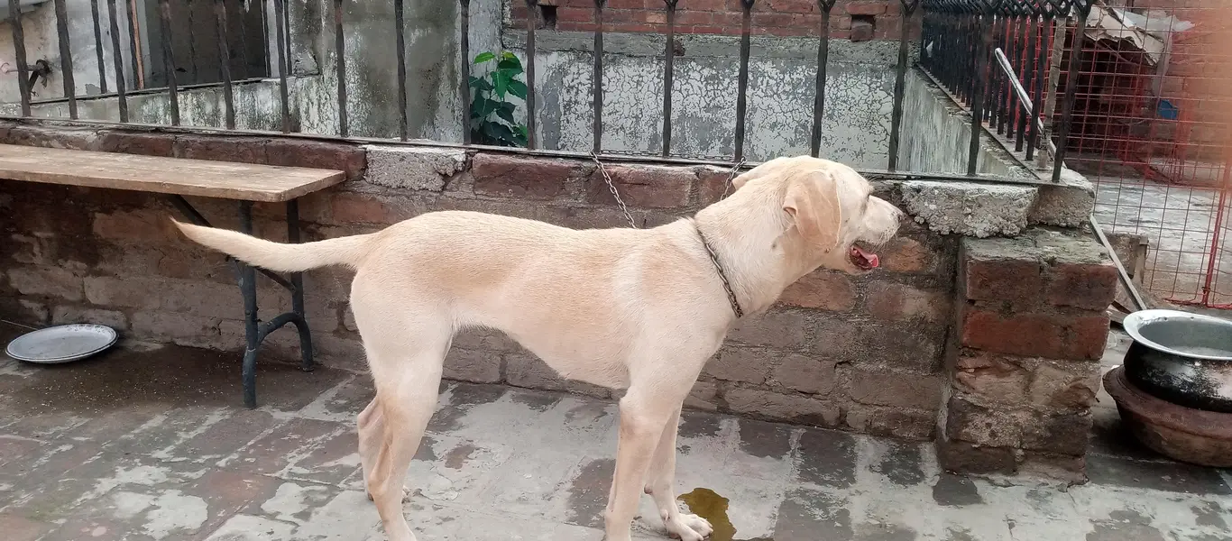 gold an lab female — photo 2