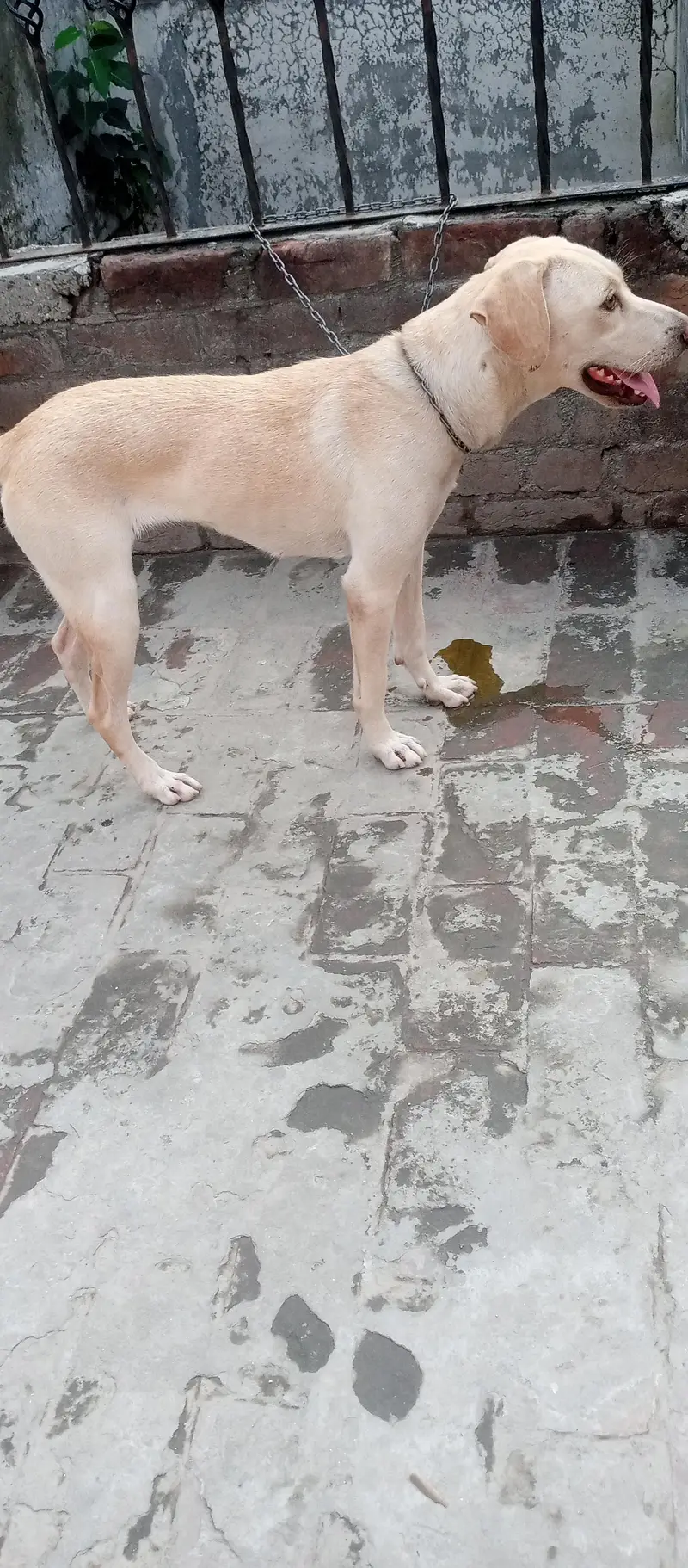 gold an lab female — photo 3
