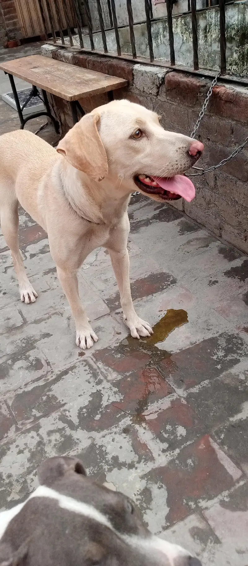 gold an lab female — photo 4
