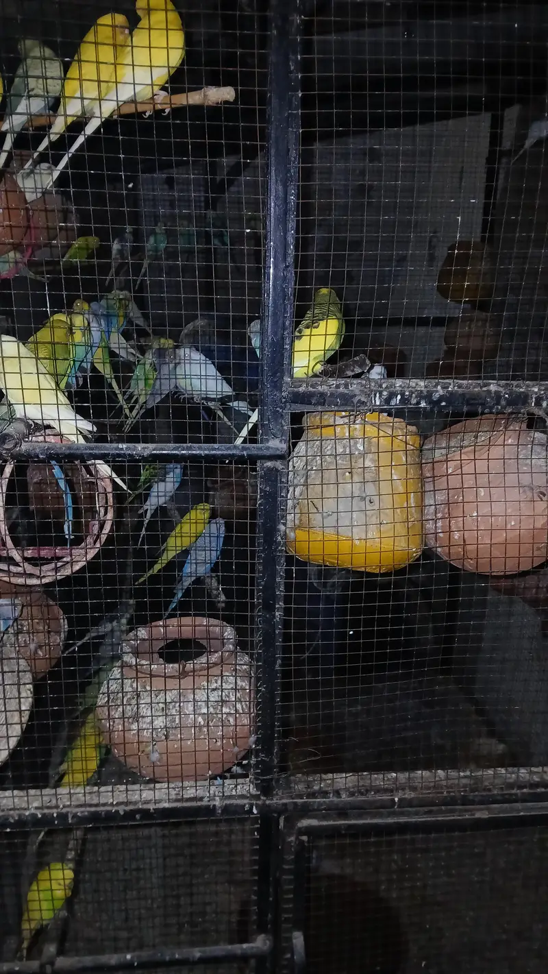parrots — photo 2