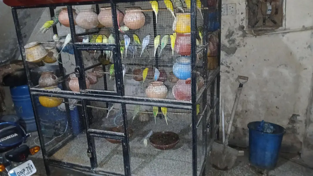 parrots — photo 3