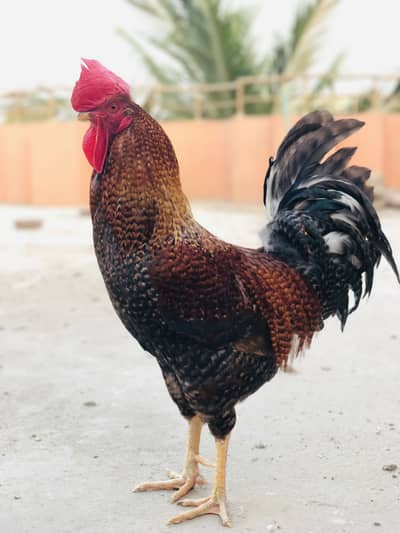 Hens rooster urgent sale