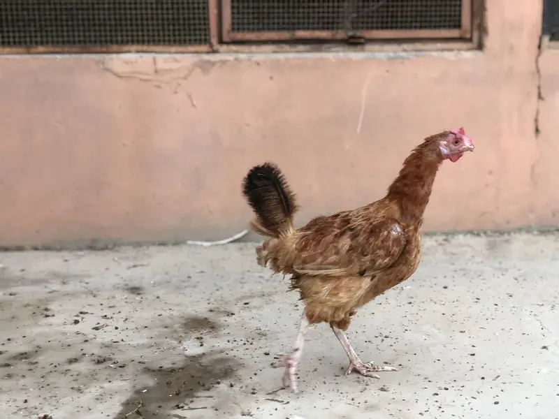 Hens rooster urgent sale — photo 2