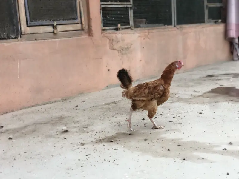 Hens rooster urgent sale — photo 3