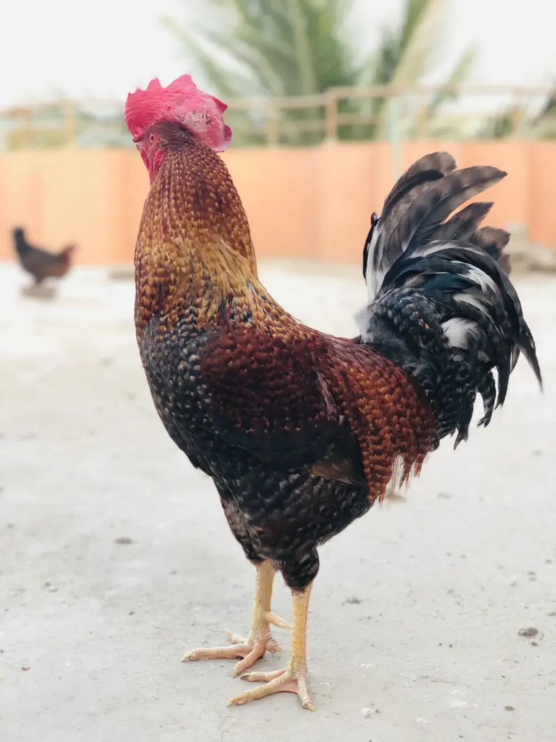 Hens rooster urgent sale — photo 4