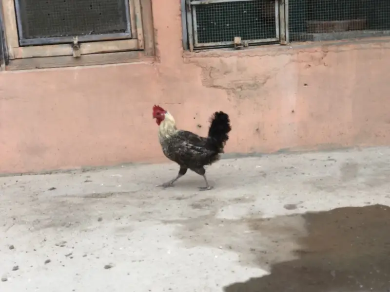 Hens rooster urgent sale — photo 5