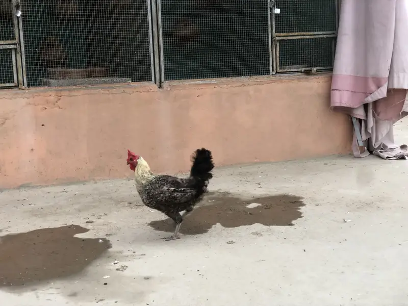 Hens rooster urgent sale — photo 6