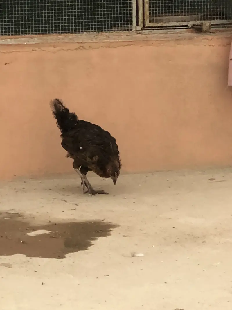 Hens rooster urgent sale — photo 7