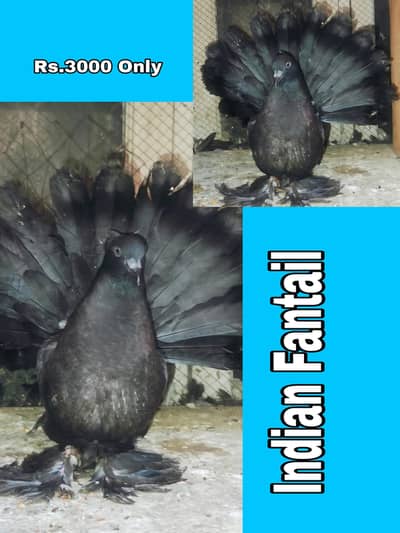 Indian Fantail