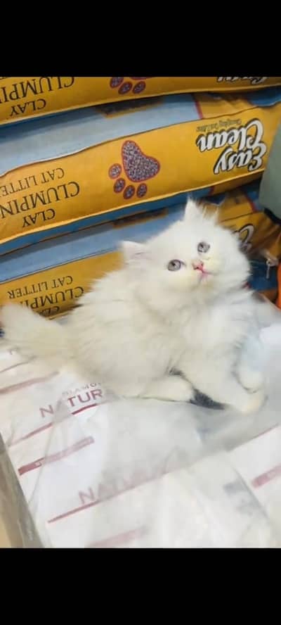 persian cat for sale My WhatsApp number 03093713755