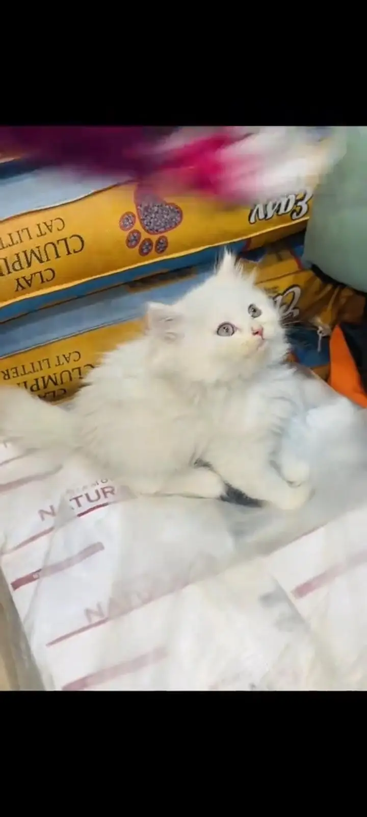 persian cat for sale My WhatsApp number 03093713755 — photo 3