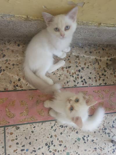 cute baby kittens for sale