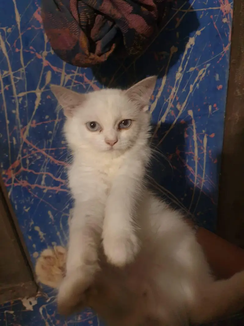 cute baby kittens for sale — photo 2