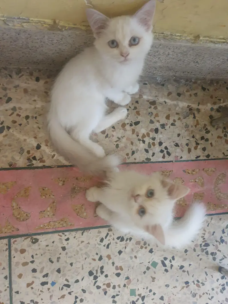 cute baby kittens for sale — photo 3