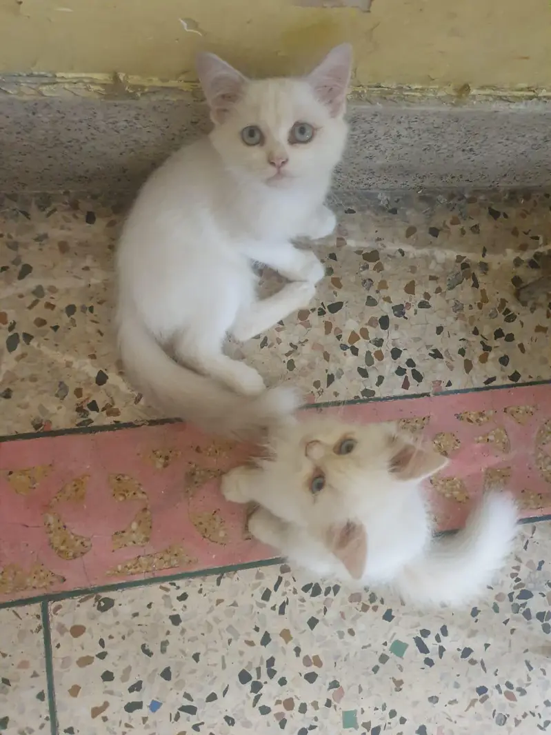 cute baby kittens for sale — photo 4