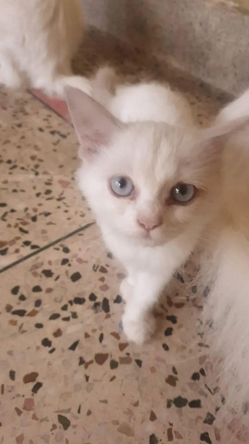 cute baby kittens for sale — photo 5