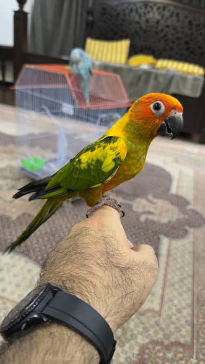 Hand Tame Sunconure