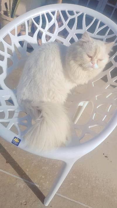 Persian cat male