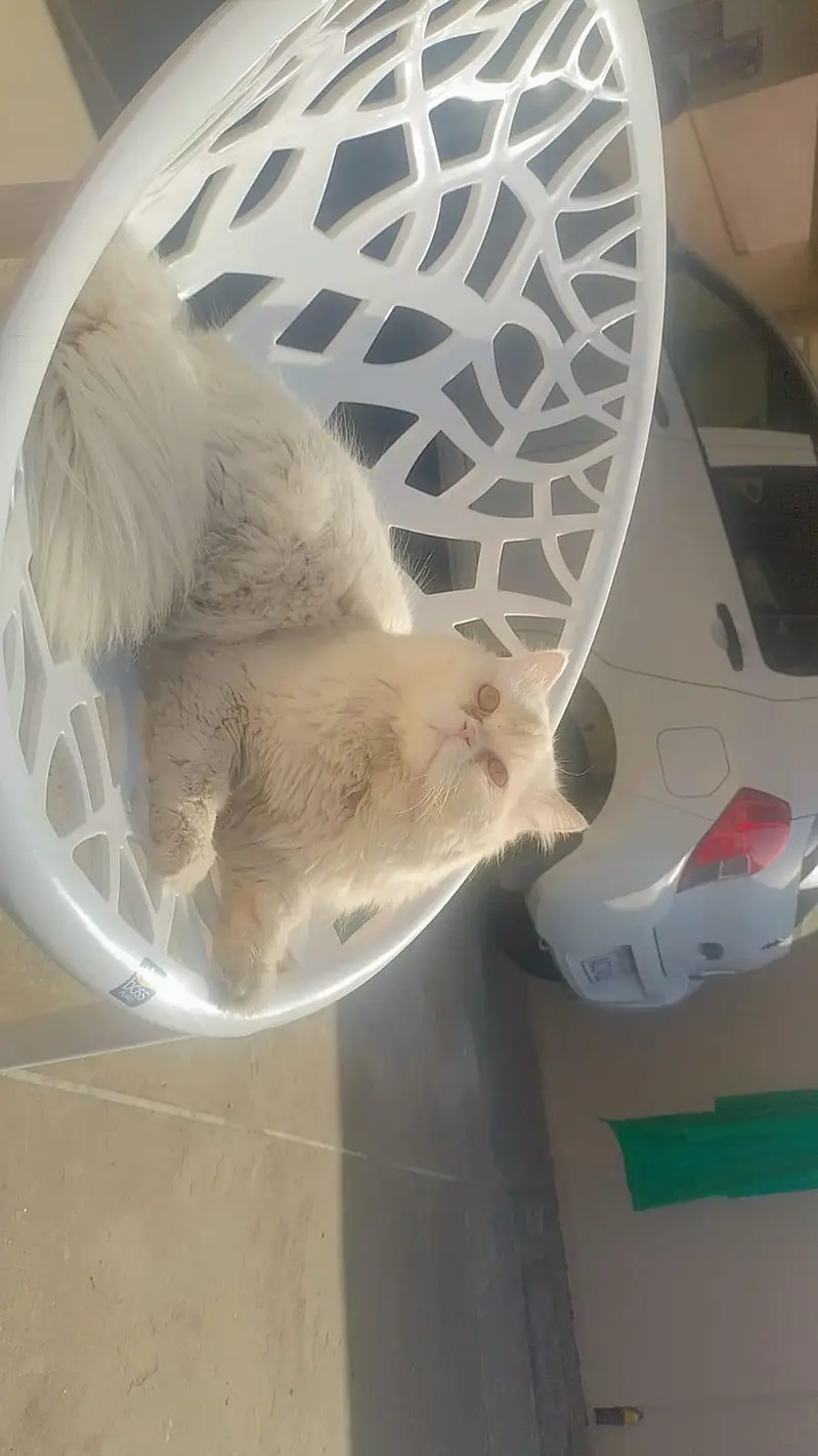 Persian cat male — photo 2