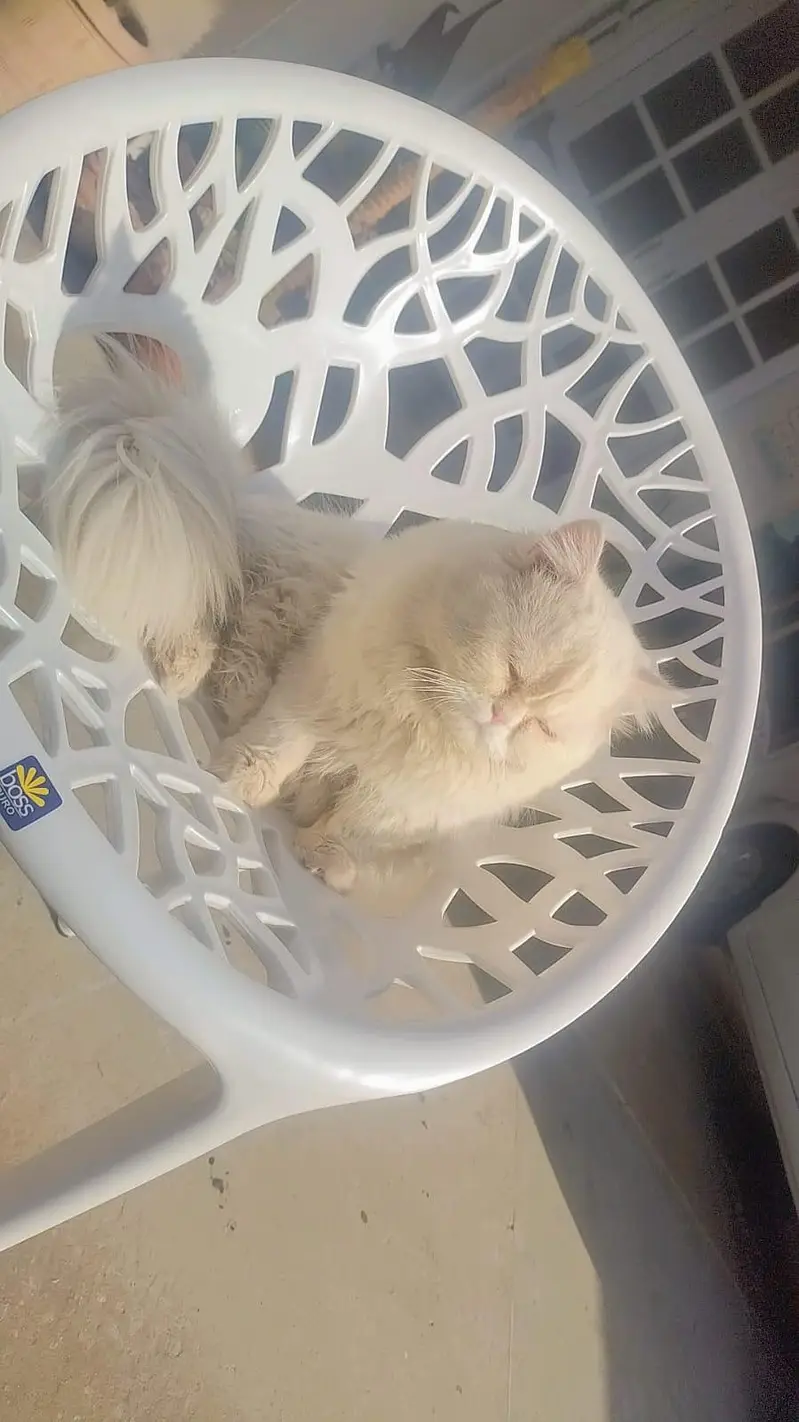 Persian cat male — photo 3