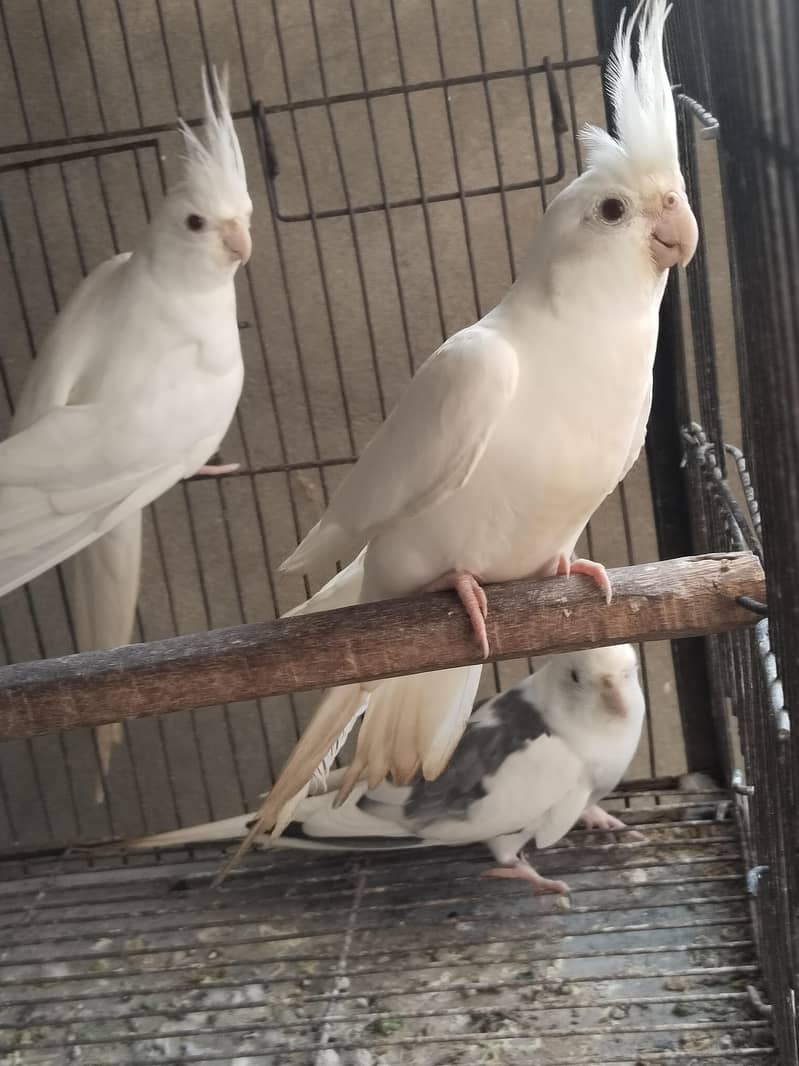 Breeder Pcs 4