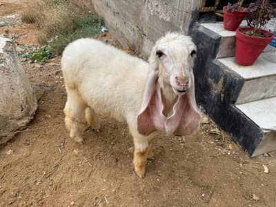Khajli || Pure Sarguda || D Nose