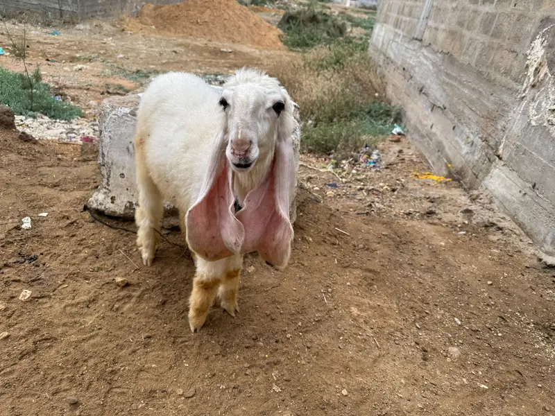 Khajli || Pure Sarguda || D Nose — photo 2