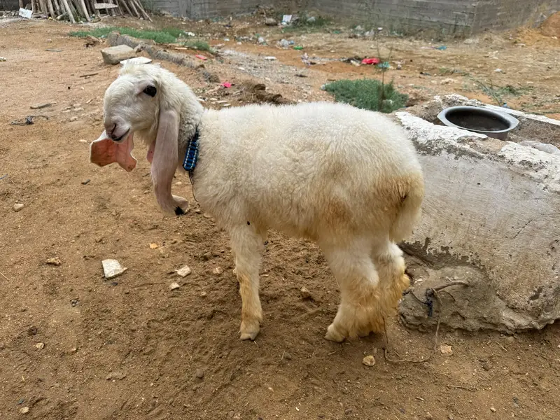Khajli || Pure Sarguda || D Nose — photo 4