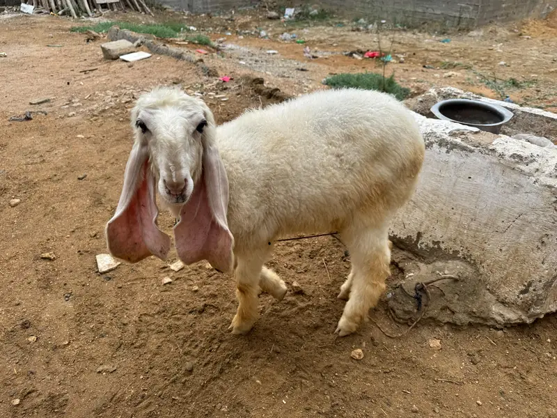 Khajli || Pure Sarguda || D Nose — photo 5
