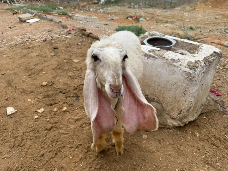 Khajli || Pure Sarguda || D Nose — photo 6