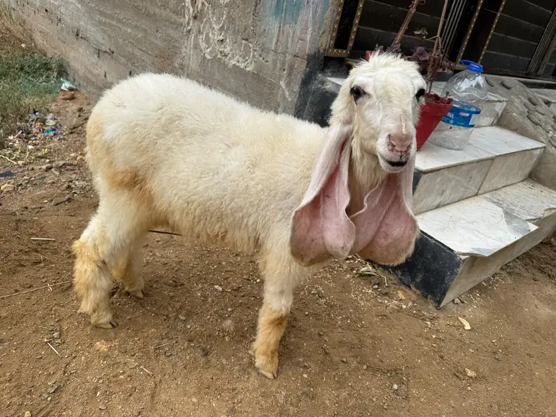 Khajli || Pure Sarguda || D Nose — photo 7