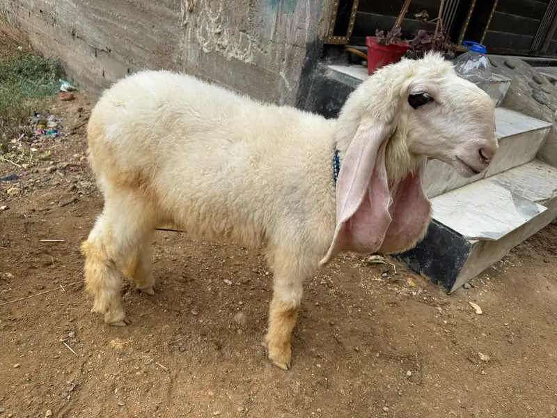 Khajli || Pure Sarguda || D Nose — photo 8