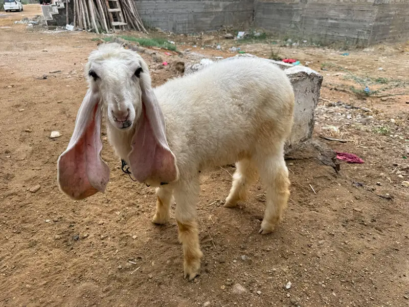 Khajli || Pure Sarguda || D Nose — photo 9
