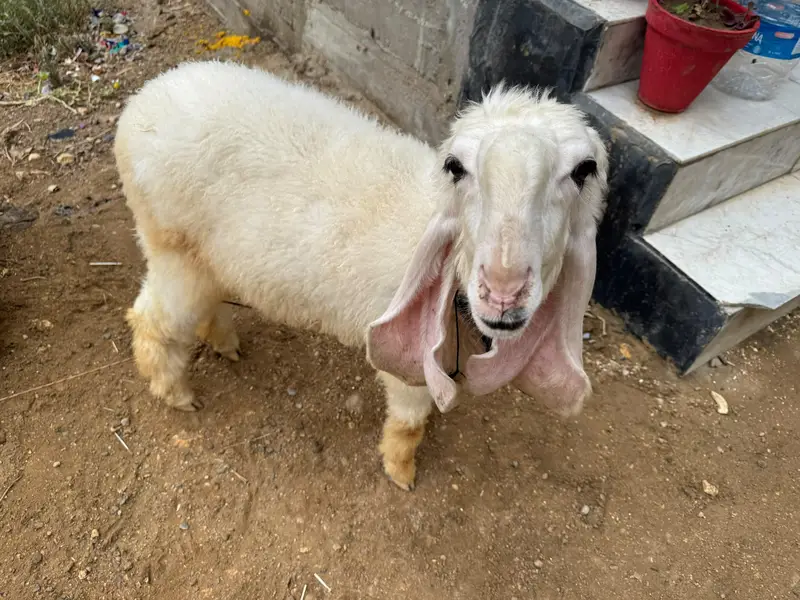 Khajli || Pure Sarguda || D Nose — photo 10