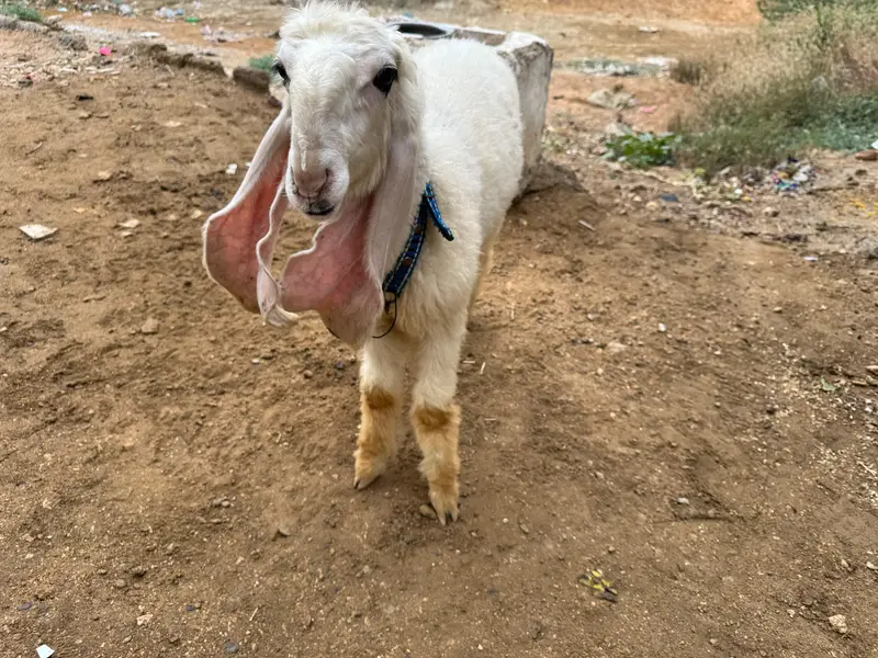 Khajli || Pure Sarguda || D Nose — photo 12