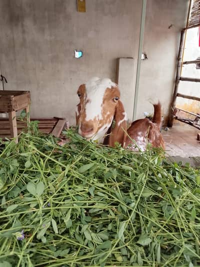 goat for sale