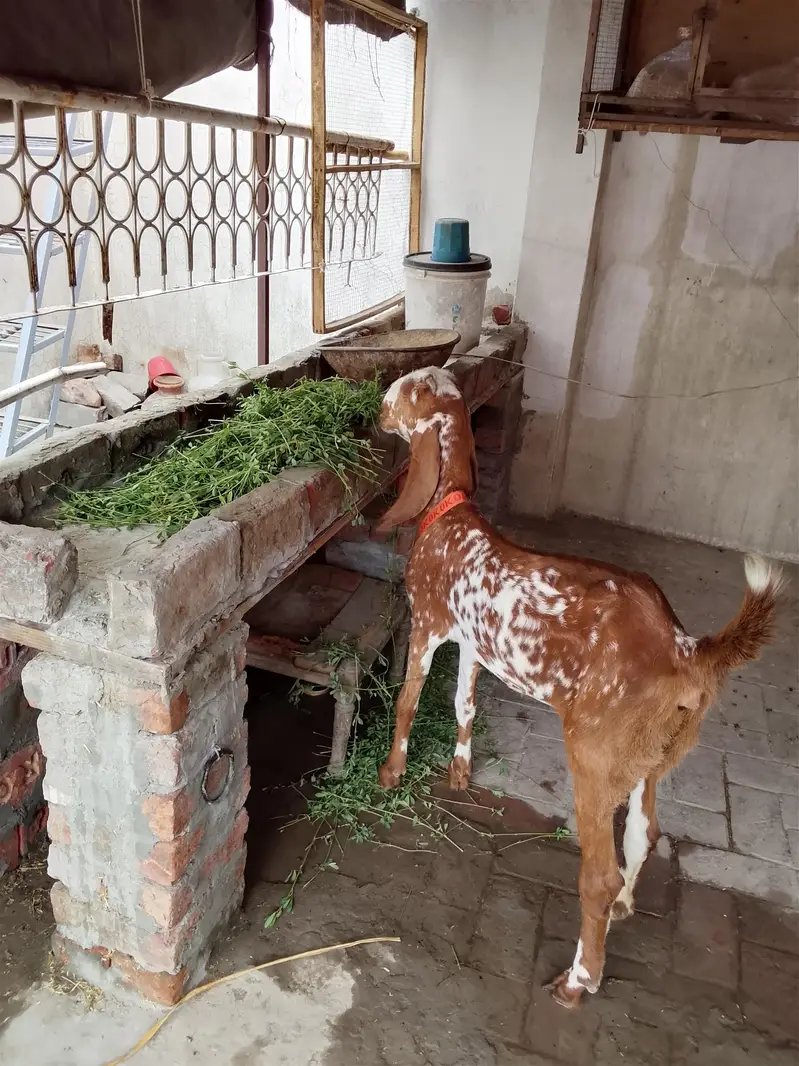 goat for sale — photo 2