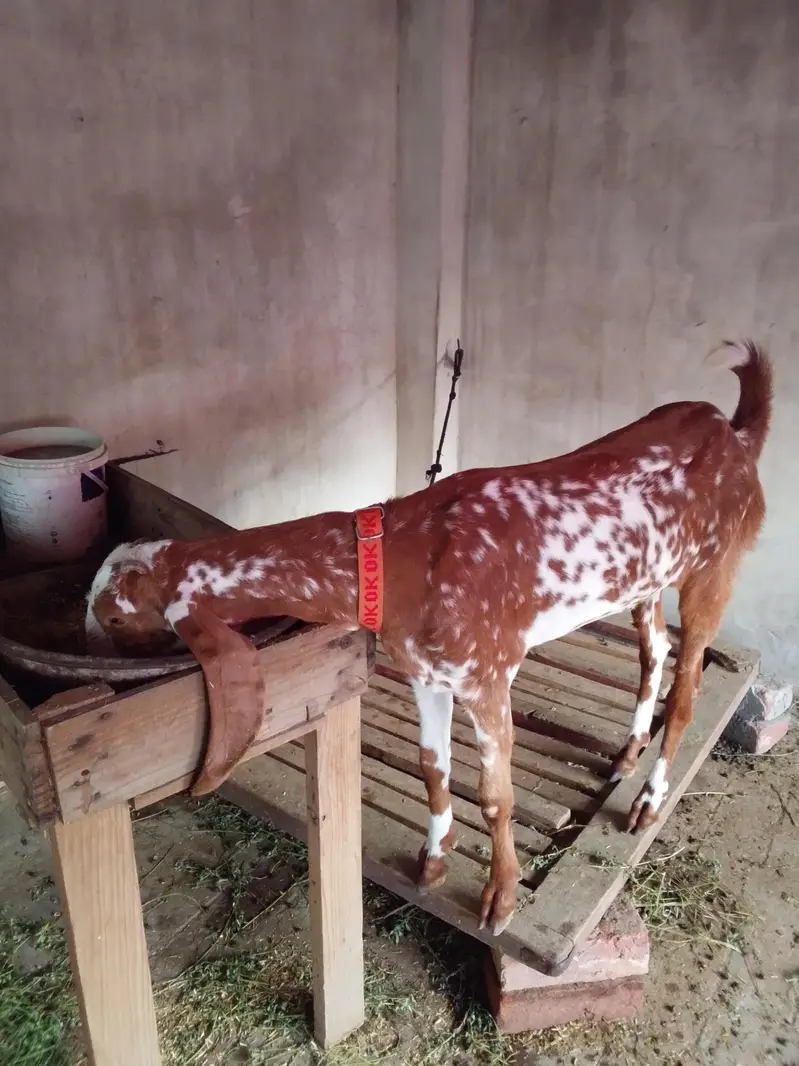 goat for sale — photo 3