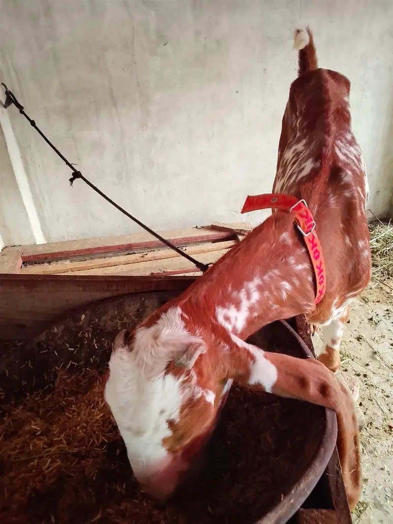 goat for sale — photo 4