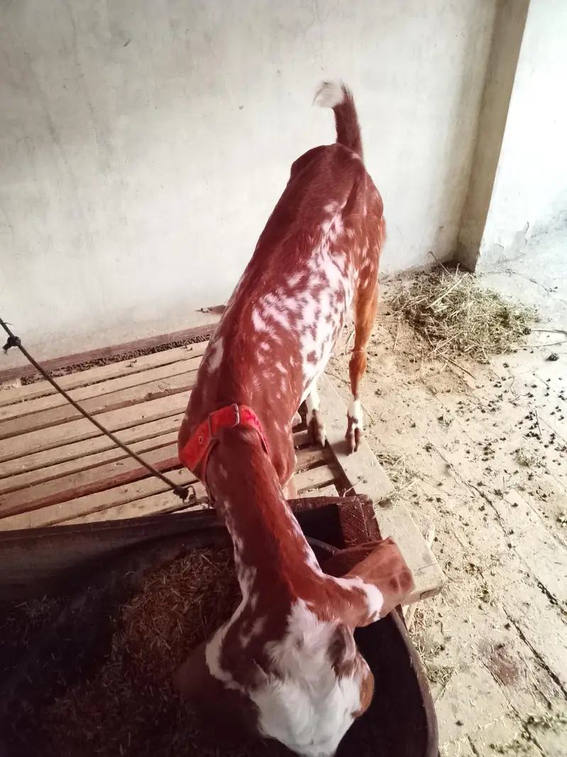 goat for sale — photo 5