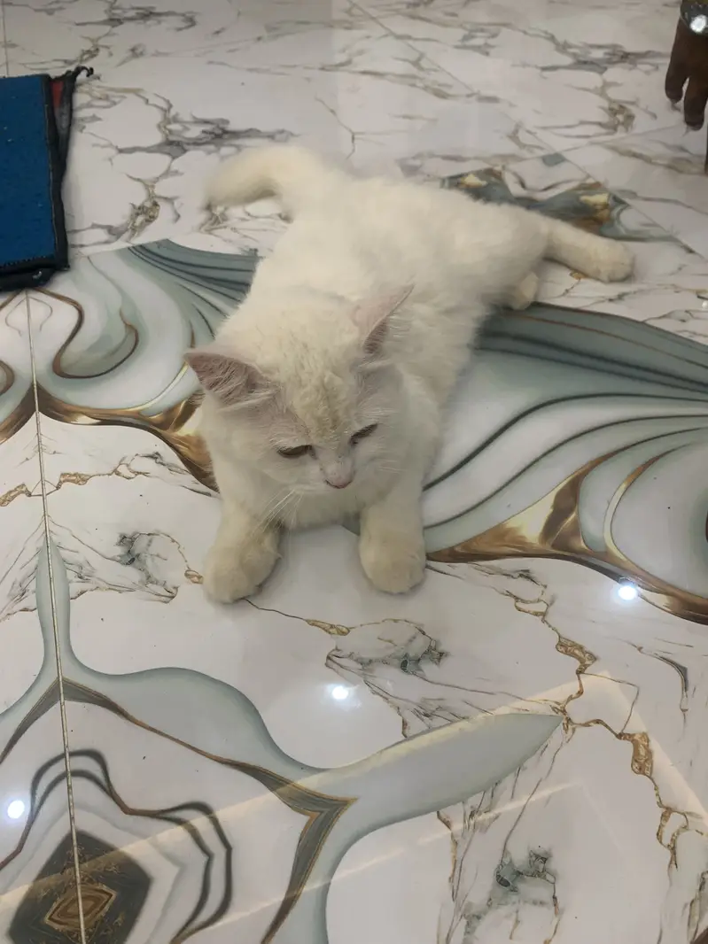WhatsApp 03244884571Persian pair blue or yellow eyes pair — photo 2