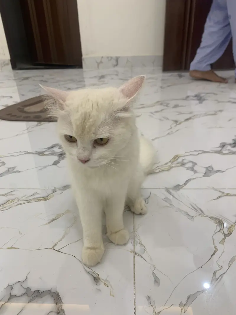 WhatsApp 03244884571Persian pair blue or yellow eyes pair — photo 3