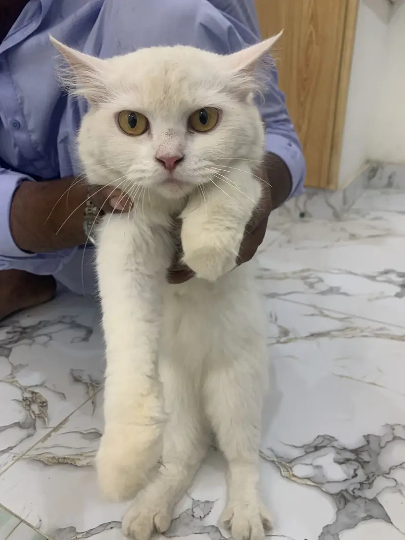 WhatsApp 03244884571Persian pair blue or yellow eyes pair — photo 4