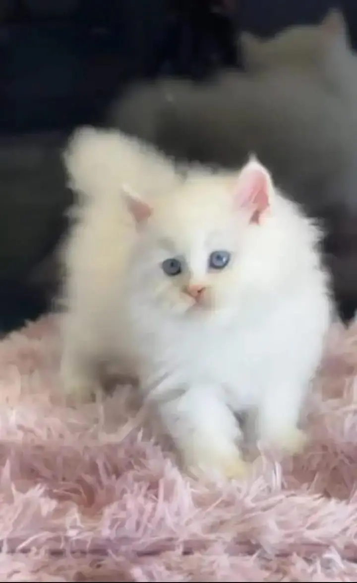 persian cat for sale My WhatsApp number 03093713755 — photo 2