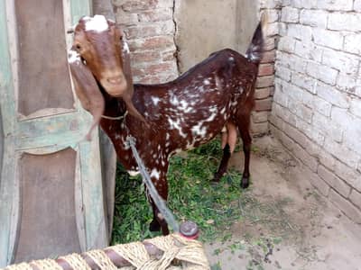 Desi Makhi Cheeni