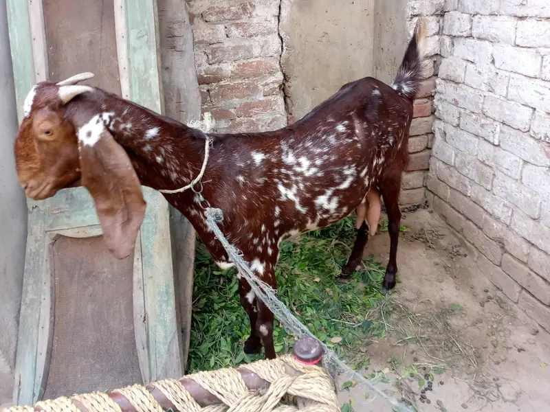 Desi Makhi Cheeni — photo 2