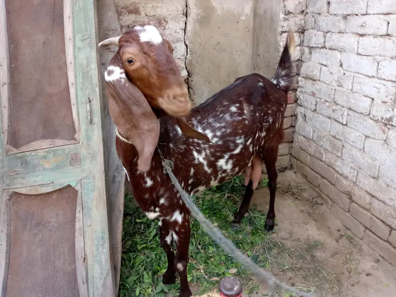 Desi Makhi Cheeni — photo 3